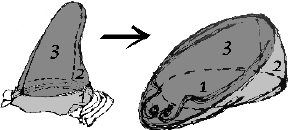 hint from kabuto_p7.pdf